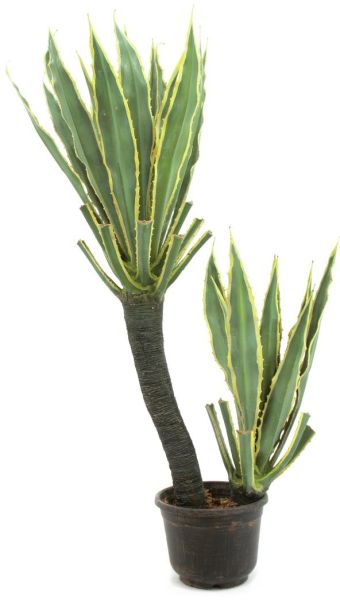 EUROPALMS Orchideen-Kaktus, 160cm