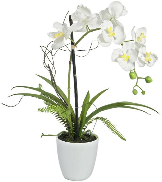 EUROPALMS Orchideen-Arrangement 1