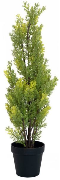 EUROPALMS Zypresse, Leyland, 60cm
