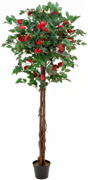 EUROPALMS Kamelienbaum rot mit Topf 180cm -B-Stock-