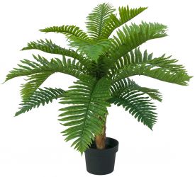 Palmeras
